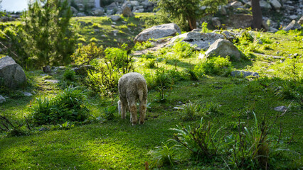 Sheep grazing hillside - Sheep graze on a grassy mountain hillside among rocks and low vegetation © JawadAhmedParas