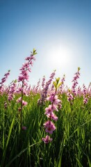 Obraz premium Vibrant meadow filled with delicate pink blossoms swaying in a gentle breeze under a clear blue sky during a warm and sunny spring morning, nature, fresh, morning