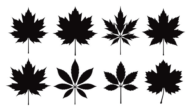 Set of eight maple leaves silhouettes in different shapes with silhouette botanical collection woodland environment decoration illustration
