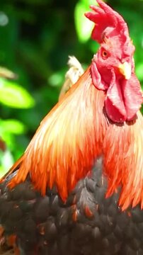 Vibrant rooster with a bright red comb and orange neck feathers close-up