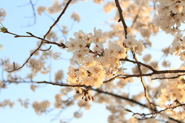 Naklejka premium The sunset and spring cherry blossoms
