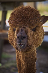 Funny portrait of a brown fluffy alpaca showing teeth close-up © Daniela 
