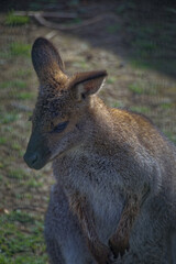 Profile portrait of a brown wallaby in soft natural light © Daniela 