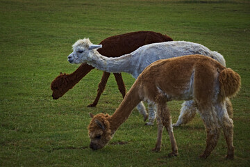 Obraz premium Three alpacas of different colors grazing on green grass field