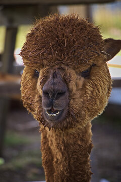Funny portrait of a brown fluffy alpaca showing teeth close-up