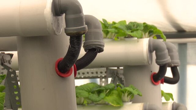 Fresh Lettuce Leaves Growing in Modern Aquaponics Farm, Healthy Green Lettuce Cultivated in Sustainable Hydroponic Greenhouse System, Organic Leafy Vegetable Production with Smart Agriculture.