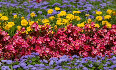 Obraz premium Marigolds and other colorful flowers in a flowerbed 