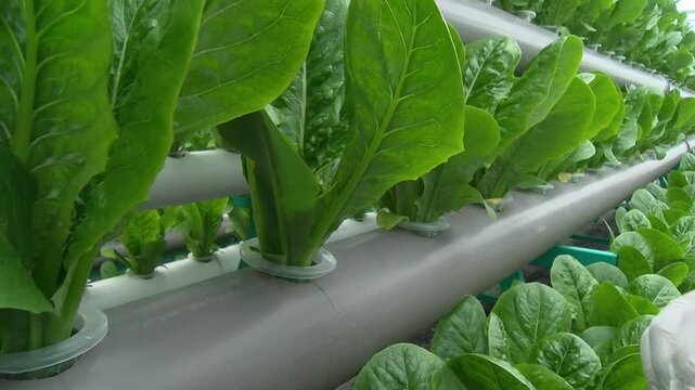 Fresh Lettuce Leaves Growing in Modern Aquaponics Farm, Healthy Green Lettuce Cultivated in Sustainable Hydroponic Greenhouse System, Organic Leafy Vegetable Production with Smart Agriculture.
