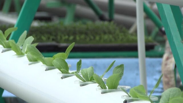 Fresh Lettuce Leaves Growing in Modern Aquaponics Farm, Healthy Green Lettuce Cultivated in Sustainable Hydroponic Greenhouse System, Organic Leafy Vegetable Production with Smart Agriculture.