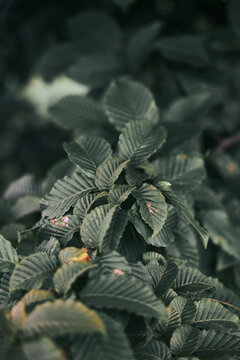 Flower and Leaves with Condensation Details