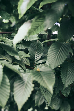 Flower and Leaves with Condensation Details