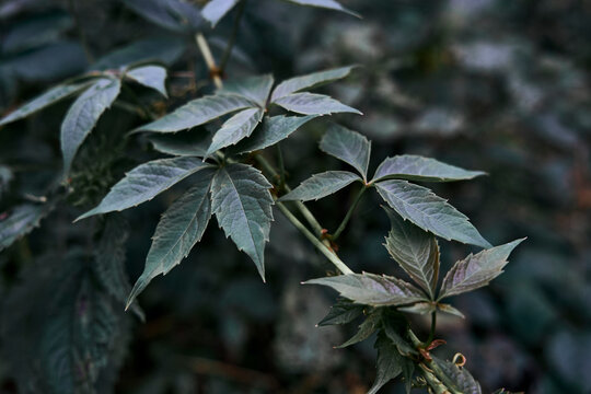 Flower and Leaves with Condensation Details