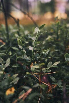 Flower and Leafs with Condensation Detail Macro
