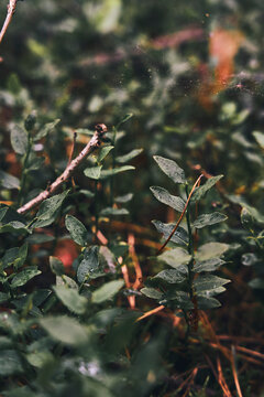 Flower and Leafs with Condensation Detail Macro