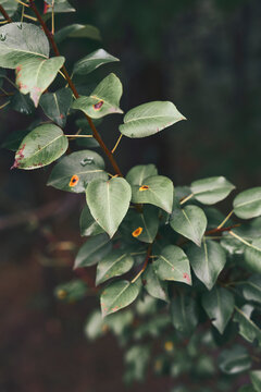 Flower and Leafs with Condensation Detail Macro
