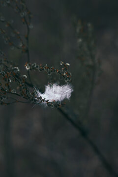 Flower and Leafs with Condensation Detail Macro