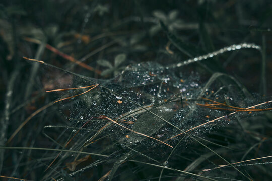 Flower and Leafs with Condensation Detail Macro