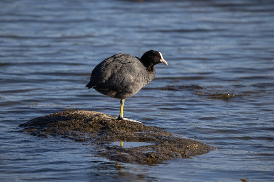 Eurasian coot standing on a rock in Karlskrona, Sweden