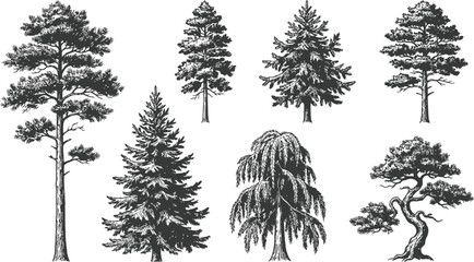 Vintage hand drawn pine trees collection, set of 7 detailed conifer and evergreen tree sketches, black and white forest botanical vector illustrations © Sabiha Mahbuba Santa