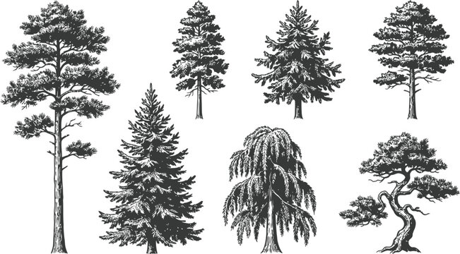 Vintage hand drawn pine trees collection, set of 7 detailed conifer and evergreen tree sketches, black and white forest botanical vector illustrations