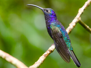 hummingbird on a branch © Jose