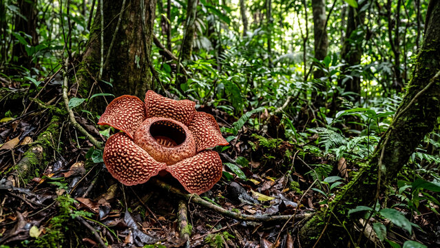 Blooming Rafflesia arnoldii giant corpse flower on dense tropical rainforest floor