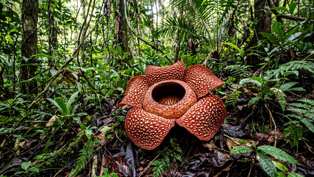 Blooming Rafflesia arnoldii giant corpse flower on dense tropical rainforest floor