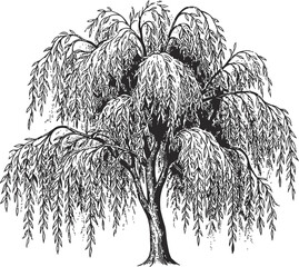 Vintage weeping willow tree vector illustration, hand drawn botanical sketch of a willow with drooping branches, classic black and white garden tree © Sabiha Mahbuba Santa