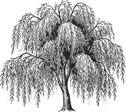 Vintage weeping willow tree vector illustration, hand drawn botanical sketch of a willow with drooping branches, classic black and white garden tree