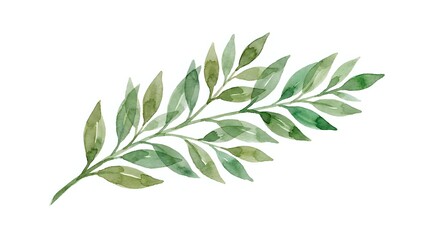 Fototapeta premium Watercolor olive branch with green leaves isolated on white background, ready for design projects, invitations, and botanical illustrations.