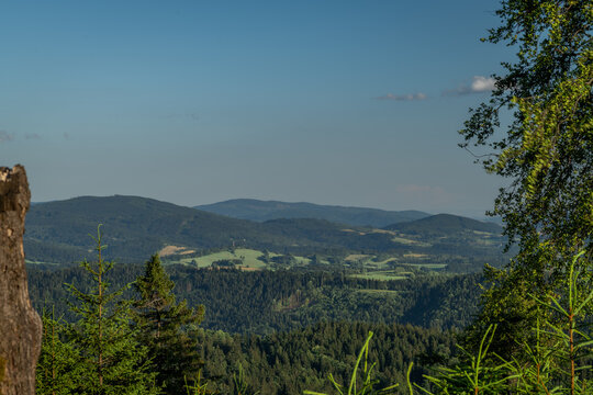 Forest and grass in summer evening near Stare Mesto town in Jeseniky