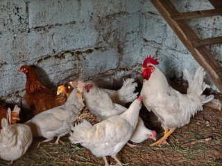 Proud white rooster standing among several white and brown hens inside a rustic chicken coop, with rough textured walls and a wooden ladder in the background. © Александр Лебедько