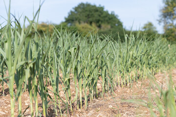 Naklejka premium Photo of a crop of maize that is suffering from the effects of severe drought