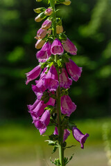 Digitalis colors flower blossom green mountains grass in summer day in Jeseniky © luzkovyvagon.cz