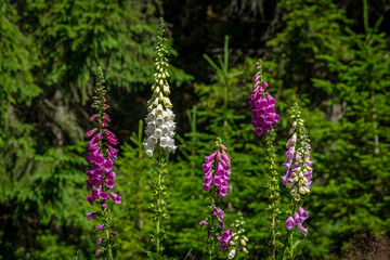 Digitalis colors flower blossom green mountains grass in summer day in Jeseniky © luzkovyvagon.cz