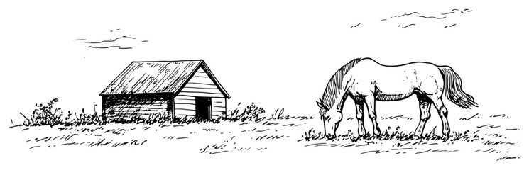 Horse grazing in pasture near rustic wooden barn building sketch style © Kaz