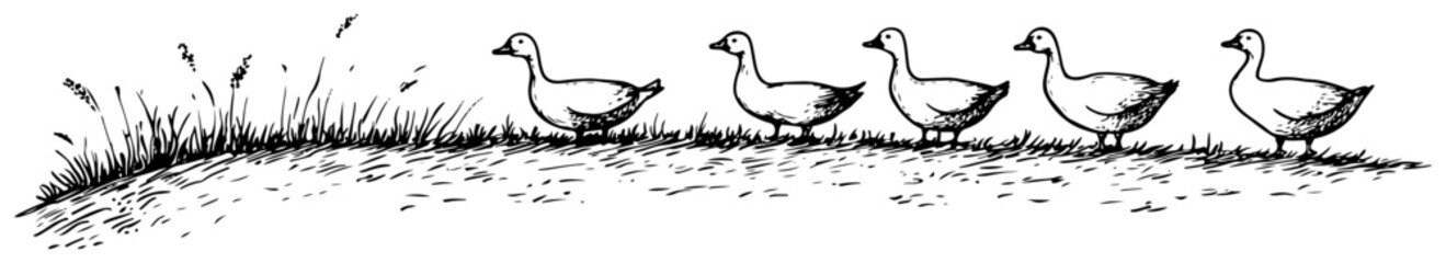 Ducks walking in row along grassy hill bank sketch style © Kaz