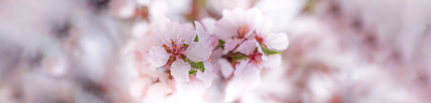 Soft Pink Cherry Blossom Banner with Dreamy Bokeh and Copy Space