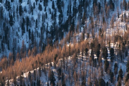 Snowy mountain slope covered in a dense forest of pine and larch trees. Warm sunlight creates a sharp contrast with the blue shadows of the winter landscape.