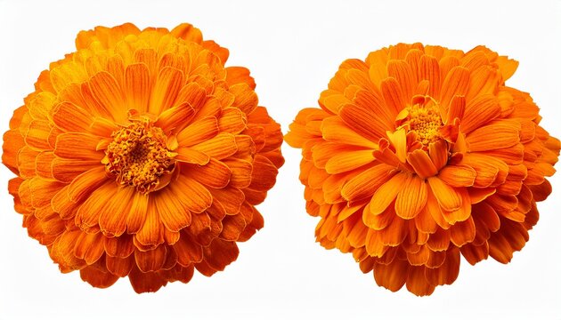 Two Vibrant Orange Marigold Flowers With A Bud Isolated On Transparent Background