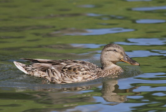Mallard Hen Swimming Tranquil Green Water