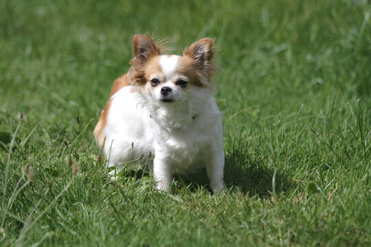 Alert Long-Haired Chihuahua Outdoor Portrait