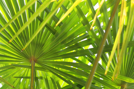 Vibrant Backlit Fan Palm Leaves Abstract