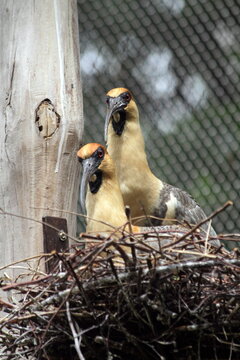 Watchful Buff-necked Ibis Pair in Nest