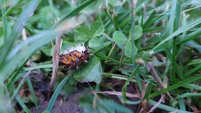 Comma Butterfly Caterpillar Changing Direction - Macro U-Turn from Right to Left