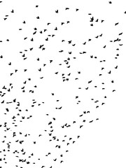 Fototapeta premium Flying birds silhouette flock. hand drawing. Not AI. Vector illustration