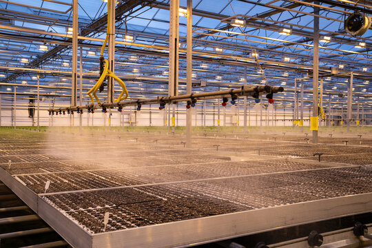 Irrigation nozzles automatic watering system spraying mist water over seedlings, growing vegetable, herbs, salad as agribusiness. Agricultural sprinkler system working inside smart greenhouse. 