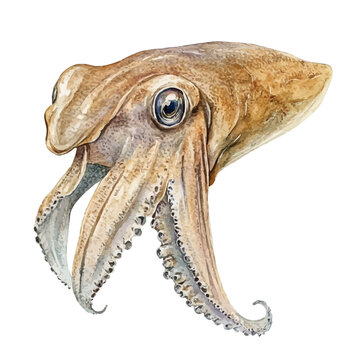 Cuttlefish Soft And Charming, cute watercolor illustration with intricate patterns and vibrant splashes, isolated on a white background.