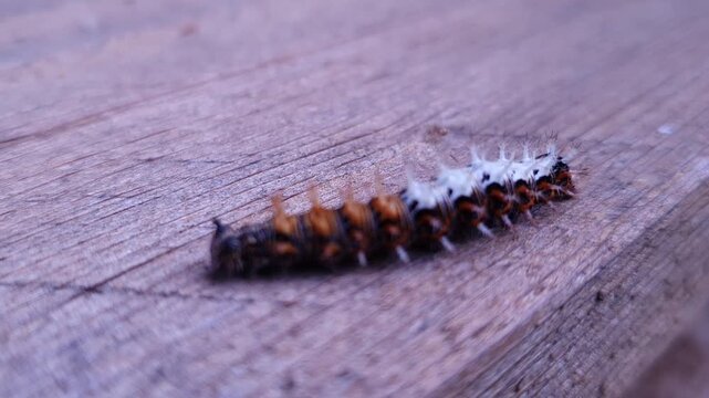 Macro close-up shot of a Comma butterfly caterpillar (Polygonia c-album) moving on a wooden surface. The video starts statically as the caterpillar crawls from the distance towards the camera