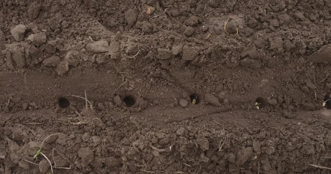 Close-up of a farmer's hand carefully planting corn seeds into prepared holes in the fertile soil of a field, starting the process of growing food during the spring agricultural season.